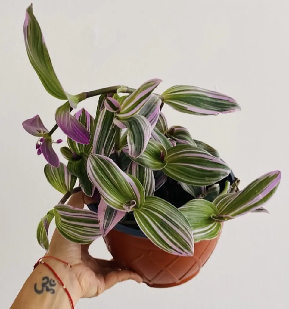 Tradescantia pink 2