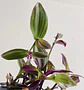 Tradescantia pink - Miniatura 3
