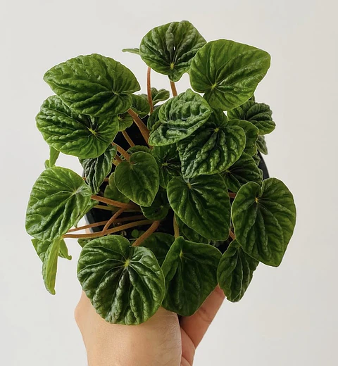 Peperomia Caperata 