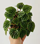 Peperomia Caperata  - Miniatura 1