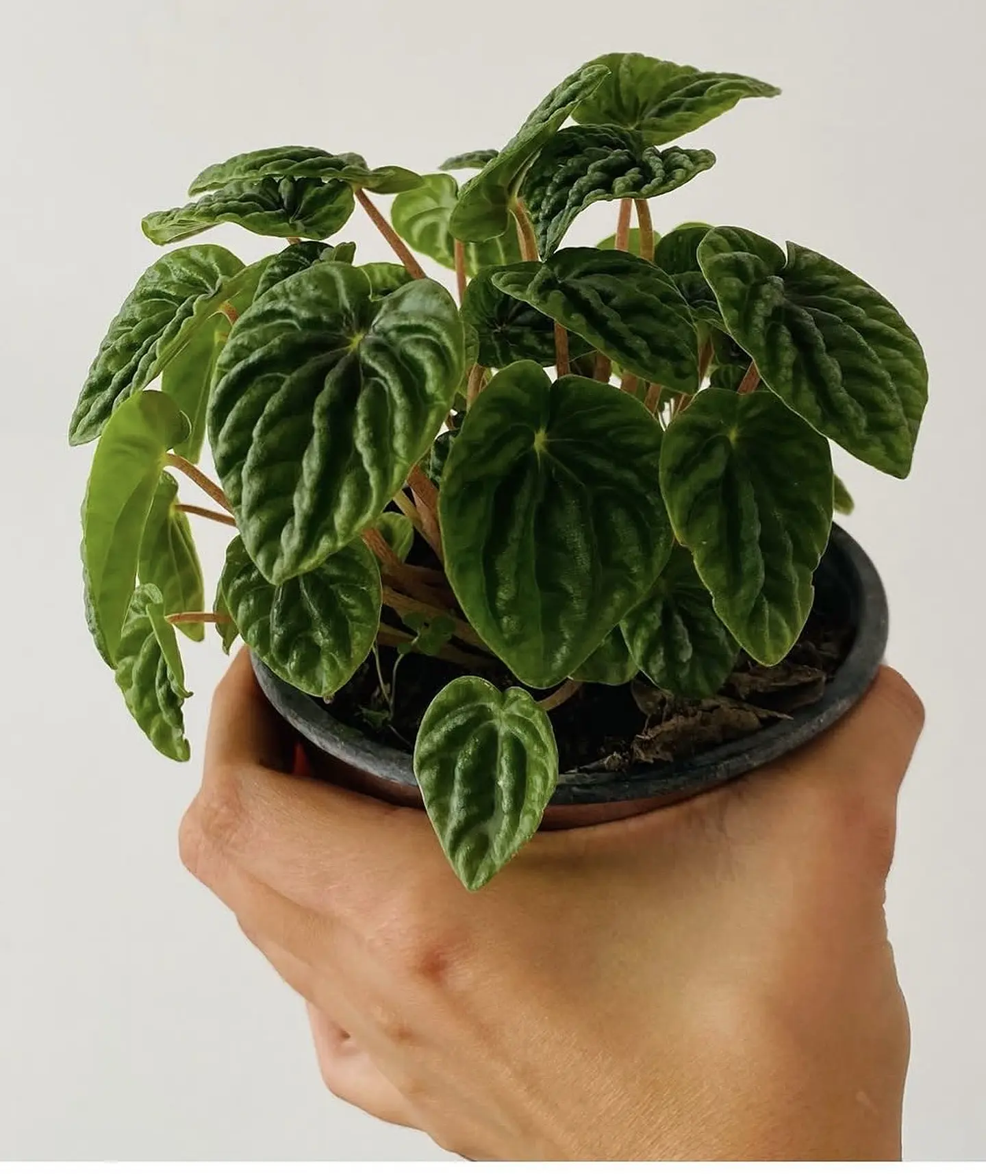 Peperomia Caperata  2