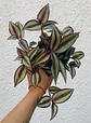 Tradescantia púrpura  - Miniatura 1