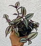 Tradescantia púrpura  - Miniatura 2
