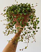 Peperomia Rotundifolia - Miniatura 1