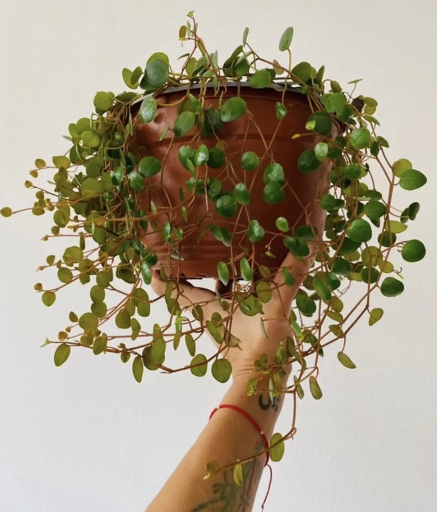 Peperomia Rotundifolia 2