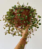 Peperomia Rotundifolia - Miniatura 2