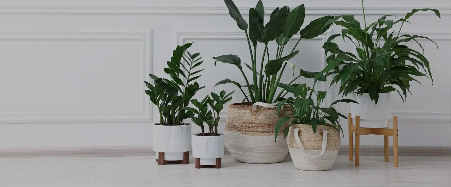 Cuidado fácil, belleza garantizada