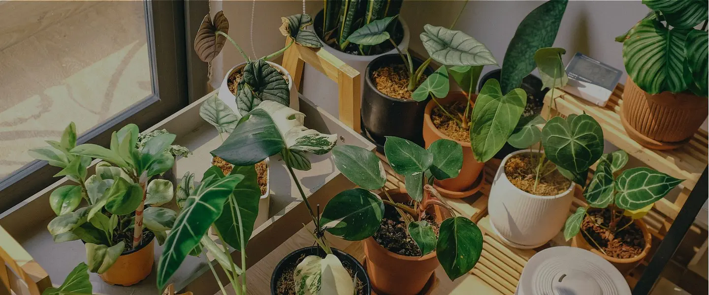 Tu jungla personal te está esperando