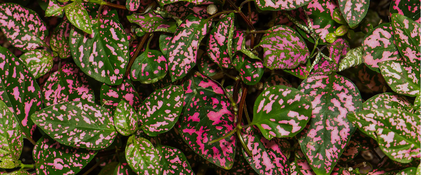 LLENA TU HOGAR DE VIDA