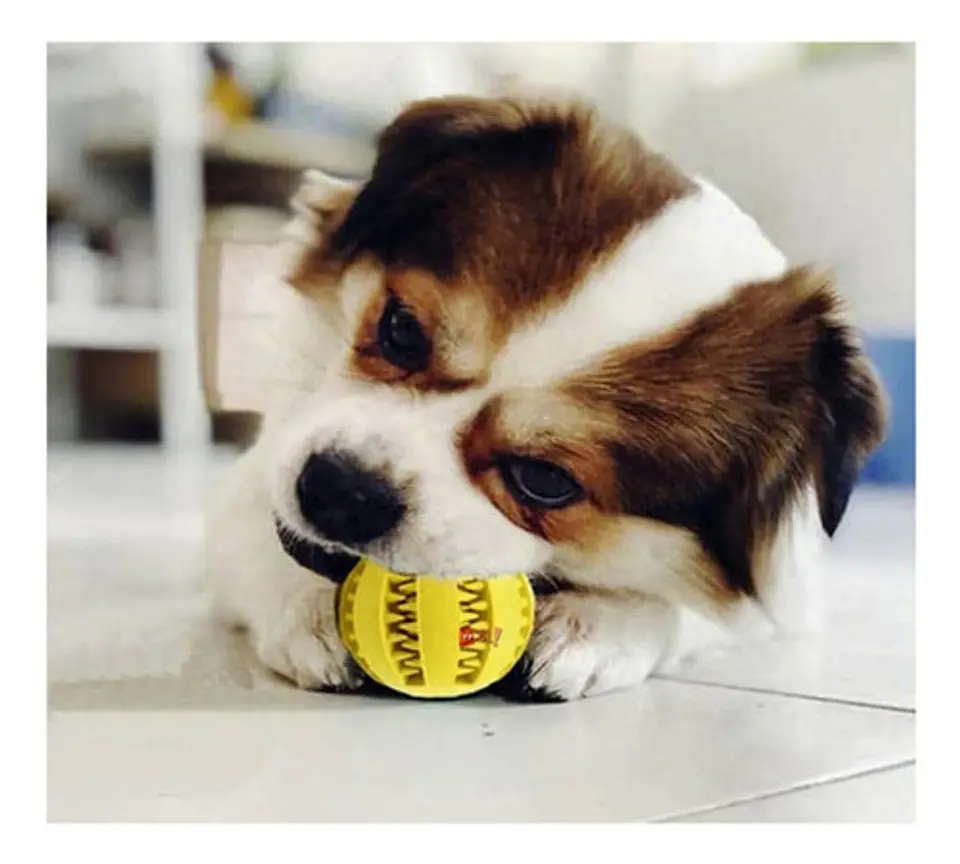 Pelota Mascotas De Juguete Para Limpieza De Dientes - Ps 3