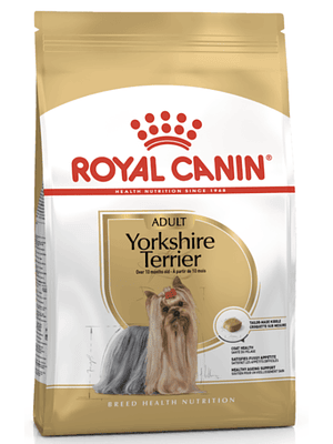 Yorkshire Terrier Adulto