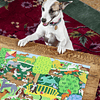 Puzzle 1000 Piezas | Perros en el Parque Eeboo