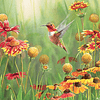 Puzzle 500 Piezas | Rufous Hummingbird Cobble Hill