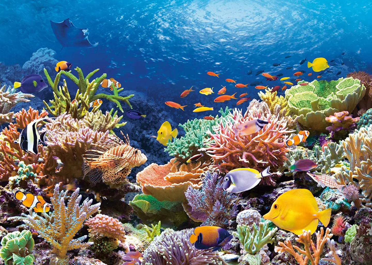 Puzzle 1000 Piezas | Arrecife de Coral 2