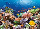 Puzzle 1000 Piezas | Arrecife de Coral - Miniatura 2