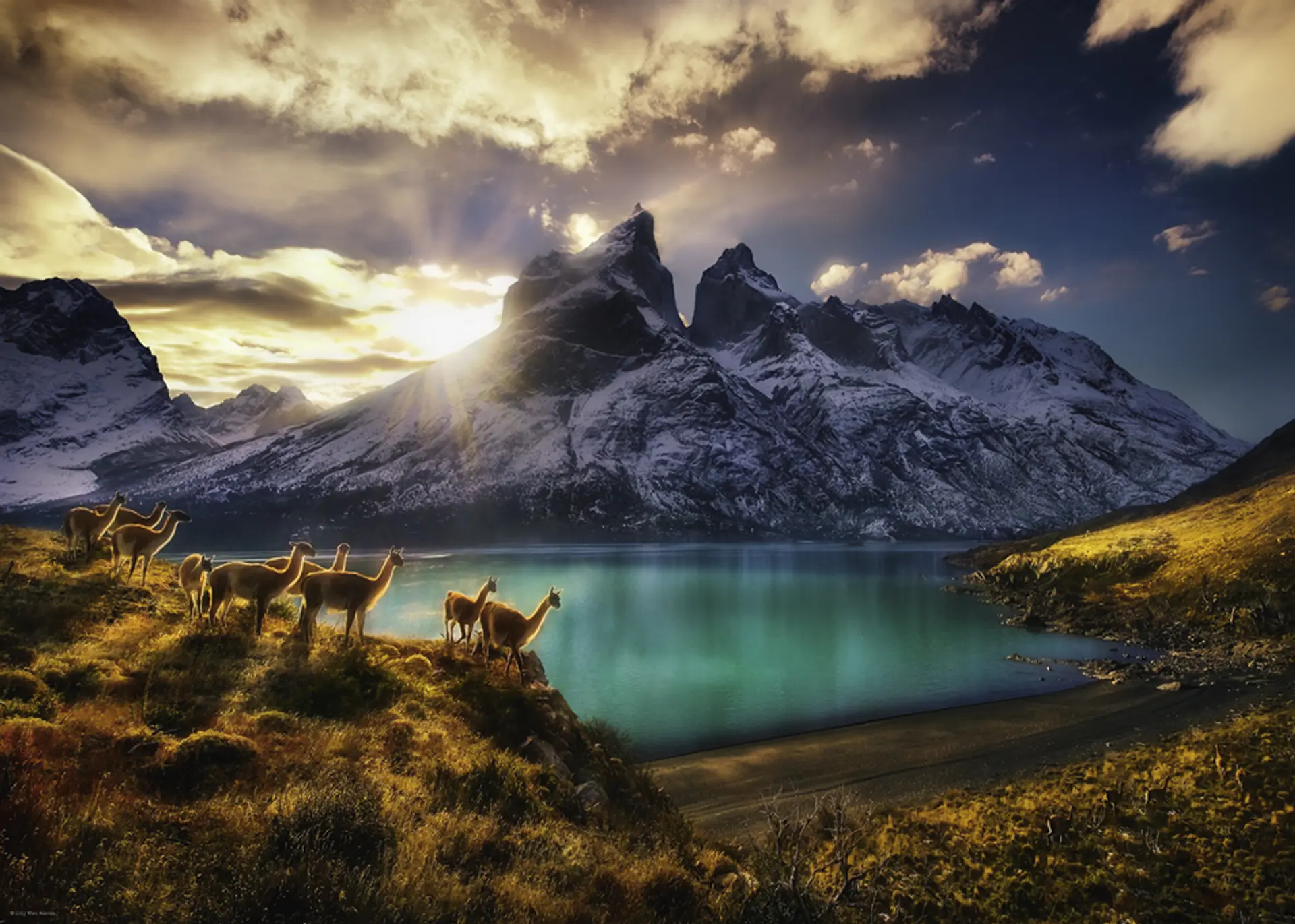 Puzzle 1000 Piezas | Guanacos Heye 2