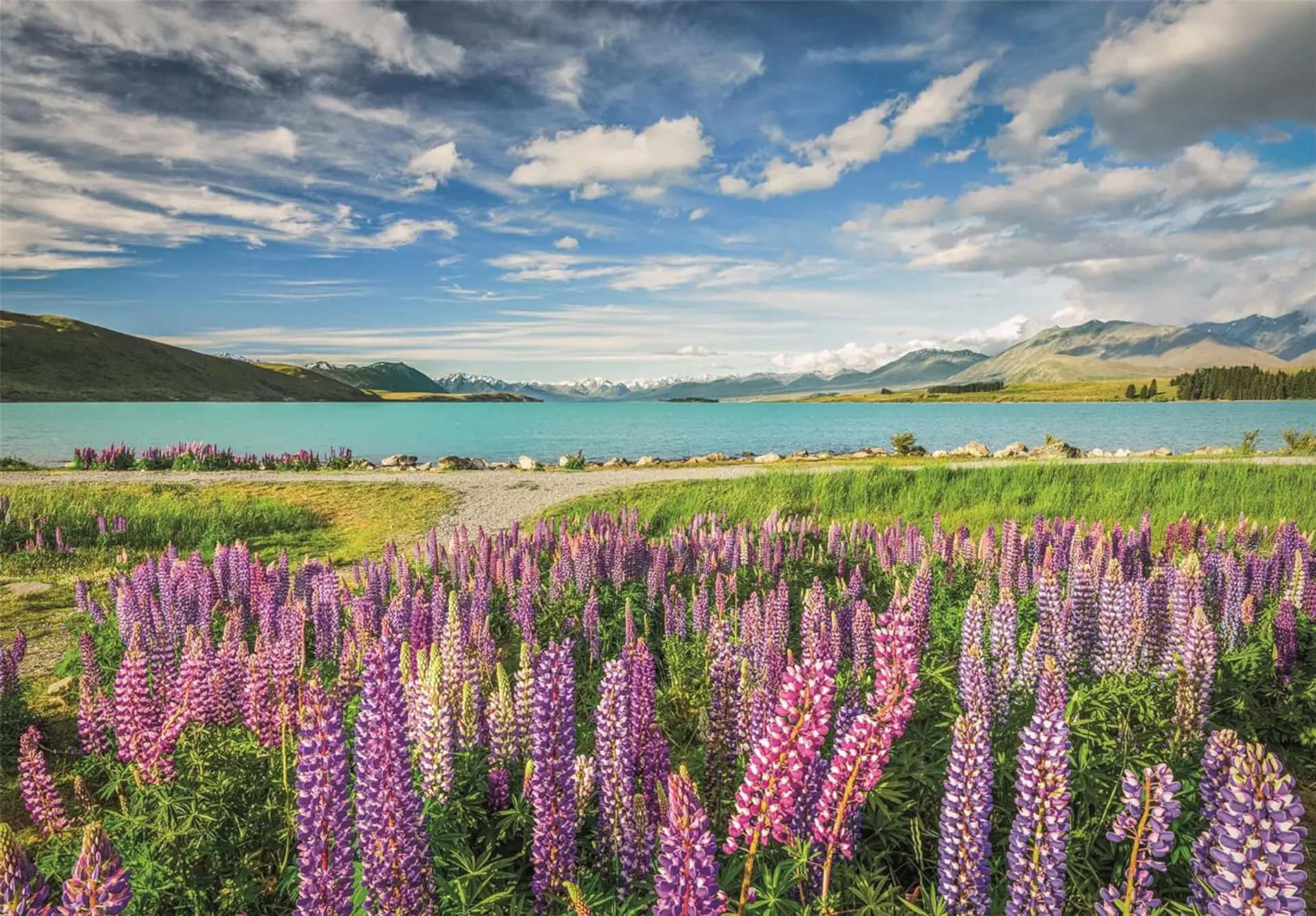 Puzzle 1500 Piezas | Lupinos en el Lago Tekapo 2