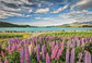 Puzzle 1500 Piezas | Lupinos en el Lago Tekapo - Miniatura 2