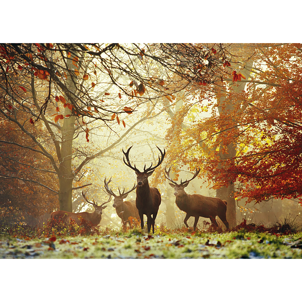 Puzzle 1000 Piezas | Magic Forest Ciervos 2