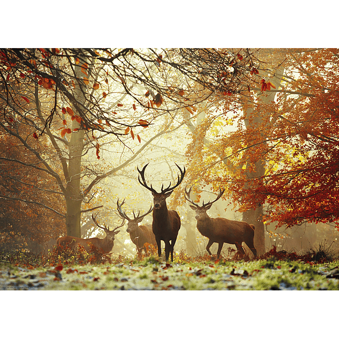 Puzzle 1000 Piezas | Magic Forest Ciervos 2