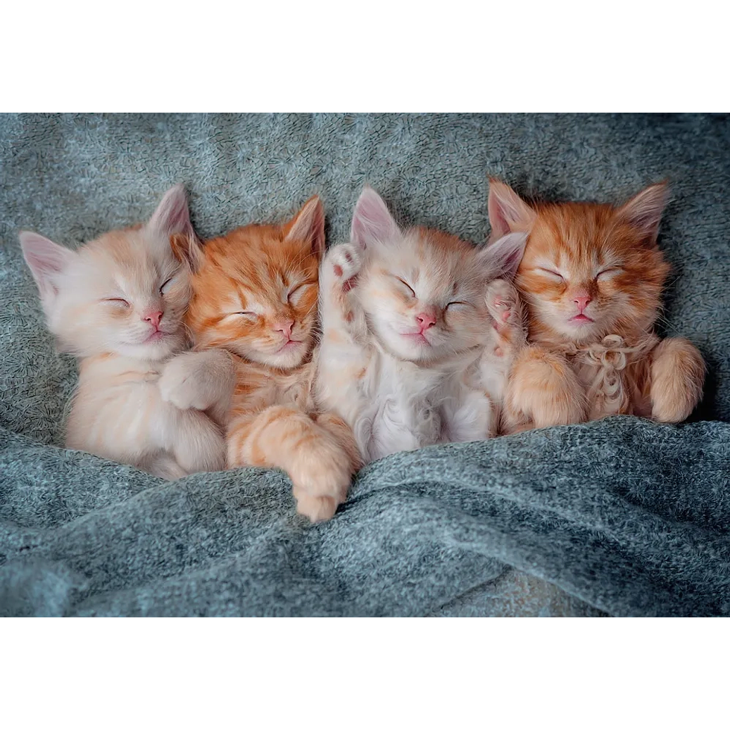 Puzzle 1000 Piezas | Gatitos Tiernos 2