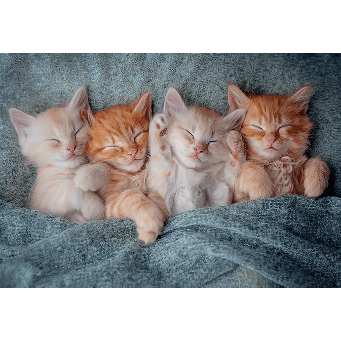 Puzzle 1000 Piezas | Gatitos Tiernos 2