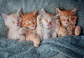 Puzzle 1000 Piezas | Gatitos Tiernos - Miniatura 2