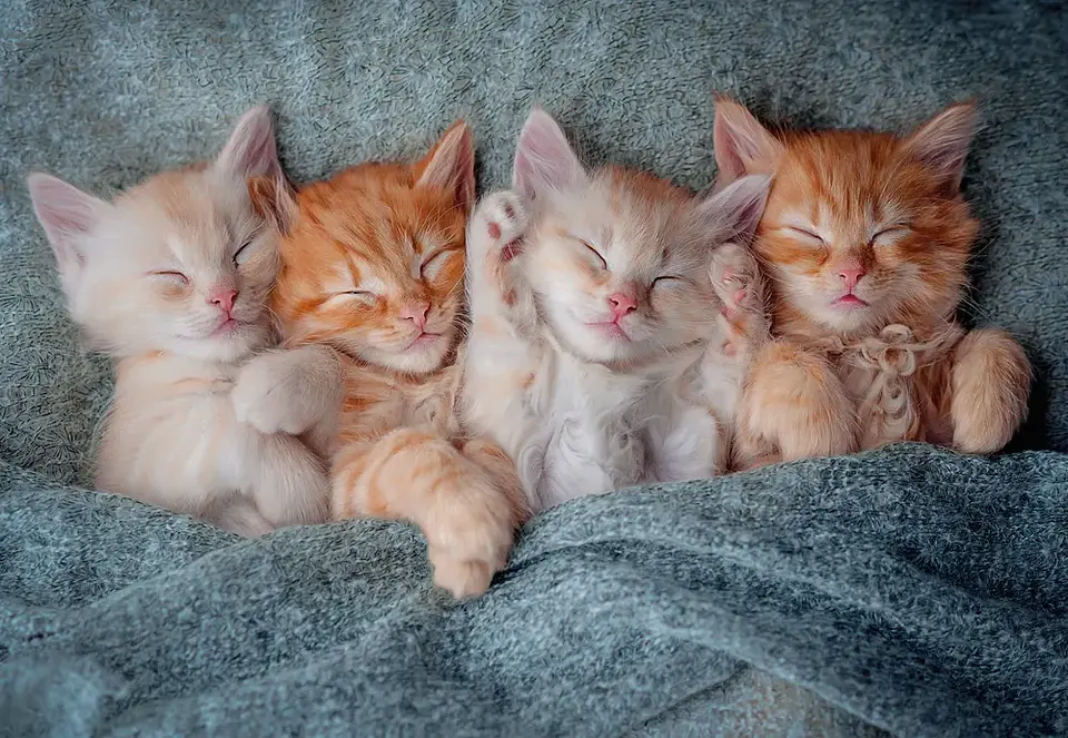 Puzzle 1000 Piezas | Gatitos Tiernos 2