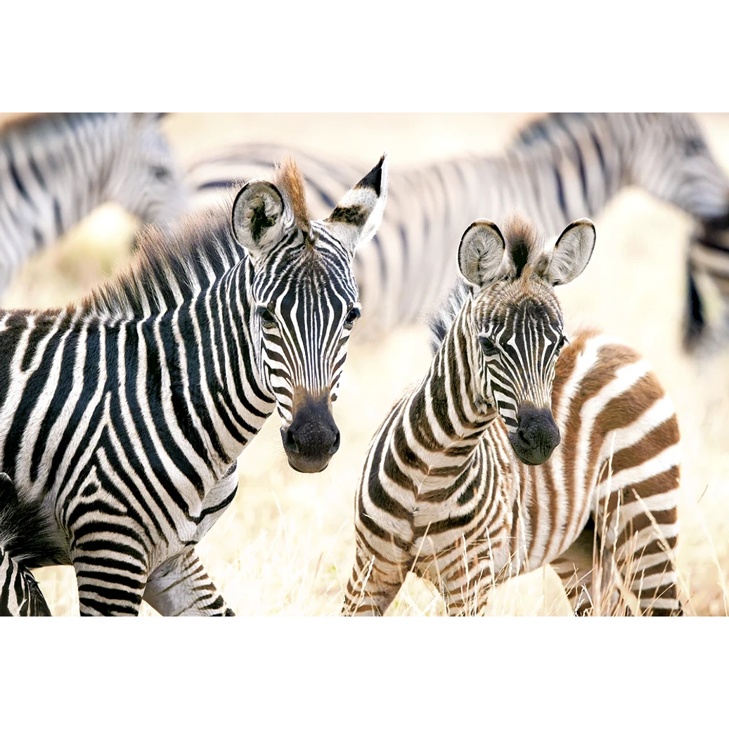 Puzzle 1000 Piezas | Cebras Pequeñas 2