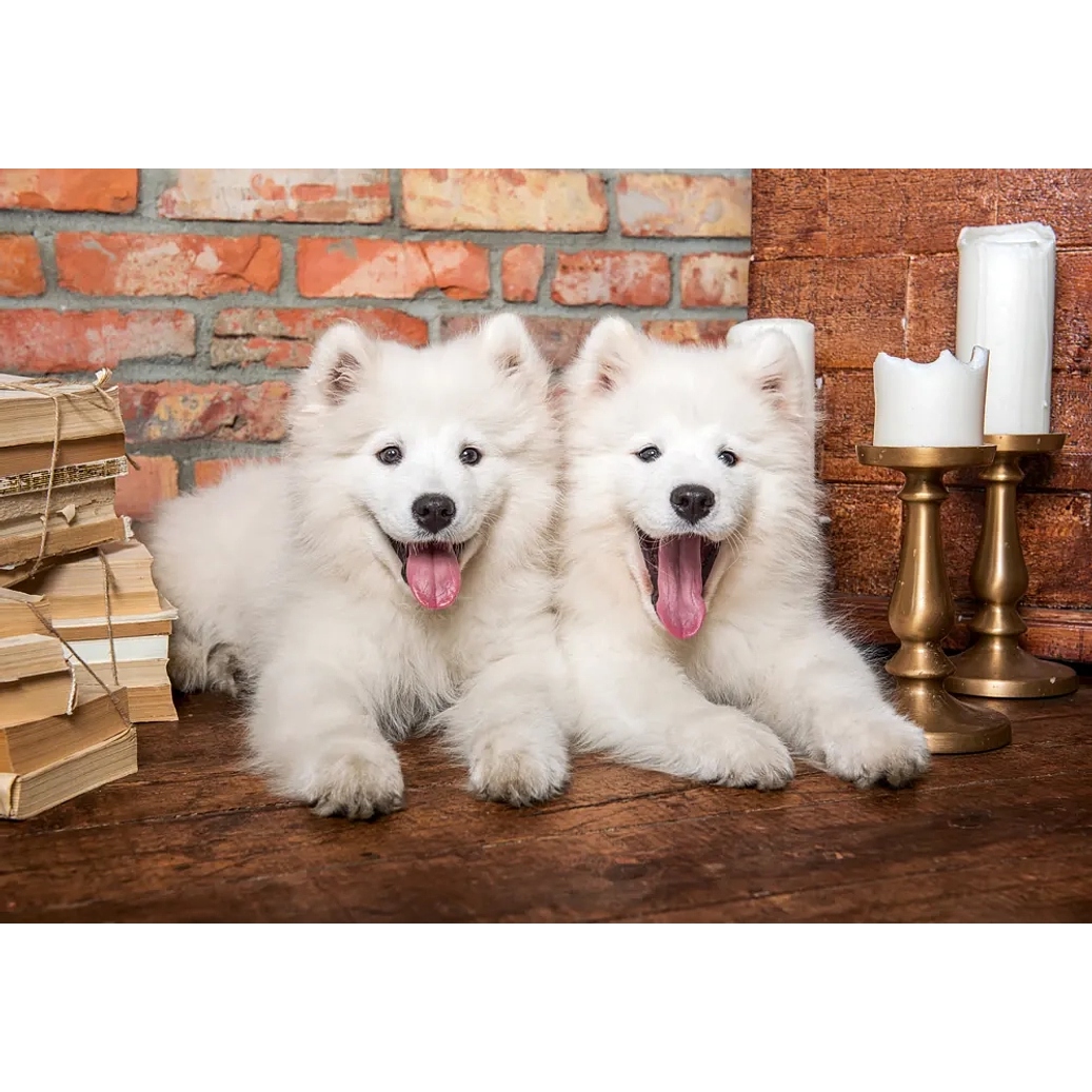 Puzzle 1000 Piezas | Cachorros Samoyedo 2