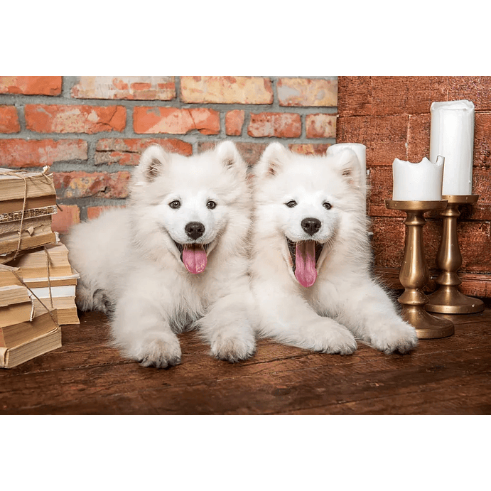Puzzle 1000 Piezas | Cachorros Samoyedo 2