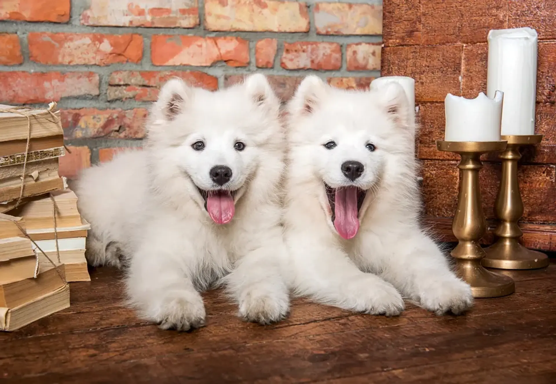 Puzzle 1000 Piezas | Cachorros Samoyedo 2