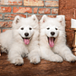 Puzzle 1000 Piezas | Cachorros Samoyedo - Miniatura 2