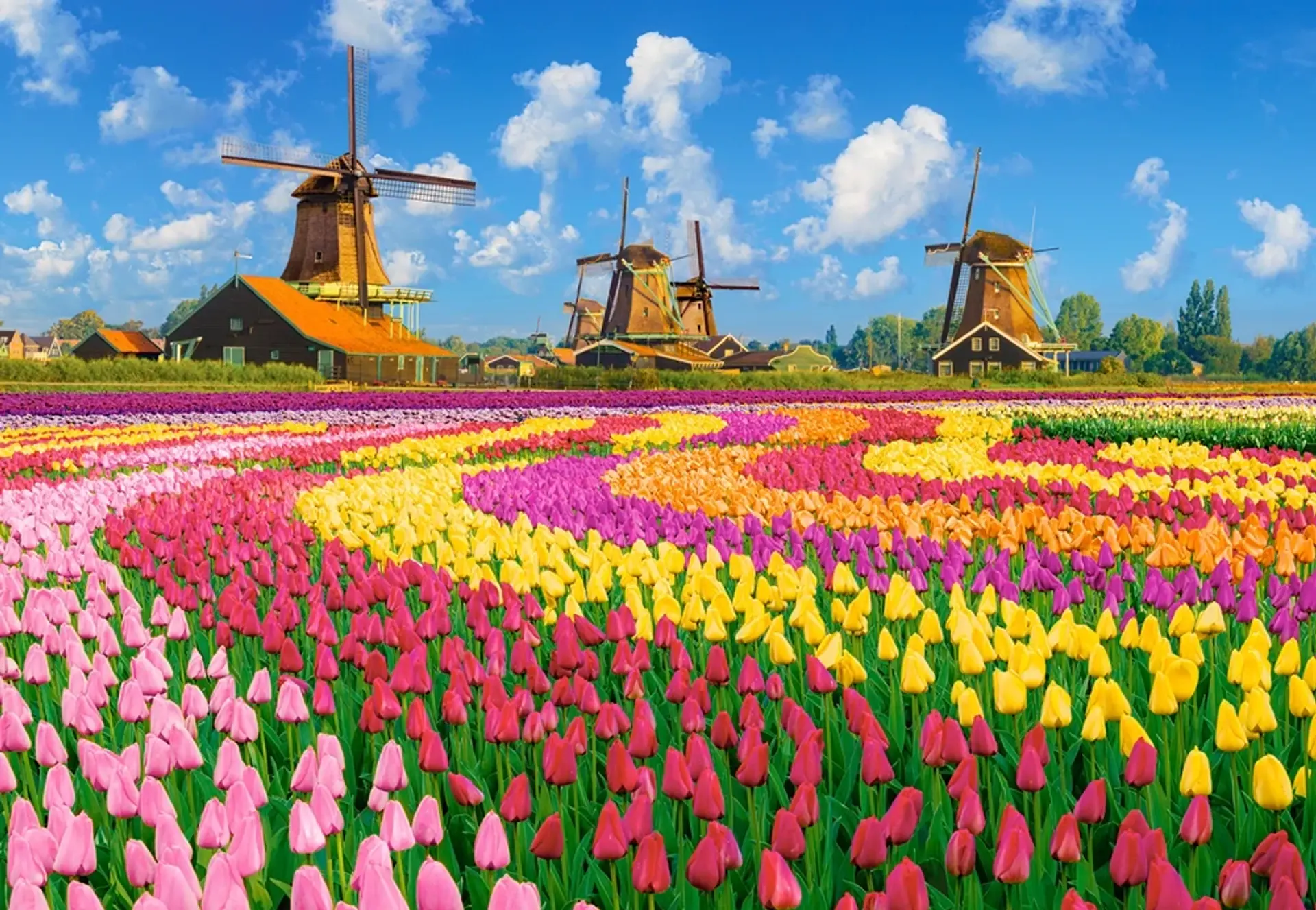 Puzzle 1000 Piezas | Molinos Holandeses entre Tulipanes 2