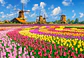 Puzzle 1000 Piezas | Molinos Holandeses entre Tulipanes - Miniatura 2
