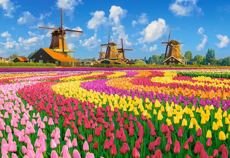 Puzzle 1000 Piezas | Molinos Holandeses entre Tulipanes 2