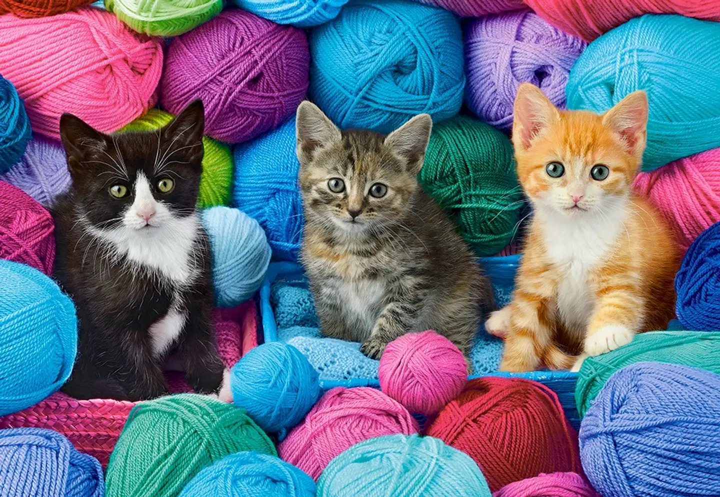 Puzzle 1000 Piezas | Gatitos en la Tienda de Lana 2