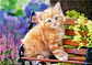 Puzzle 500 Piezas | Gatito Pelirrojo - Miniatura 4