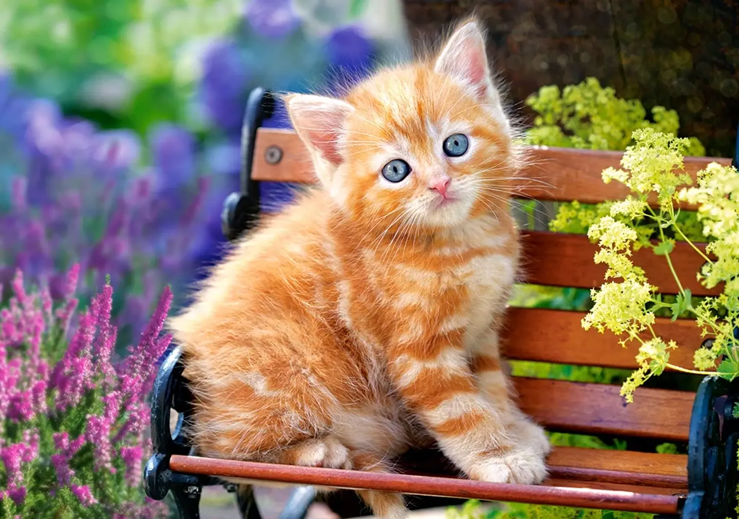 Puzzle 500 Piezas | Gatito Pelirrojo 2