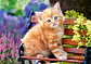 Puzzle 500 Piezas | Gatito Pelirrojo - Miniatura 2