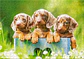 Puzzle 500 Piezas | Tiernos Perros Salchicha - Miniatura 4