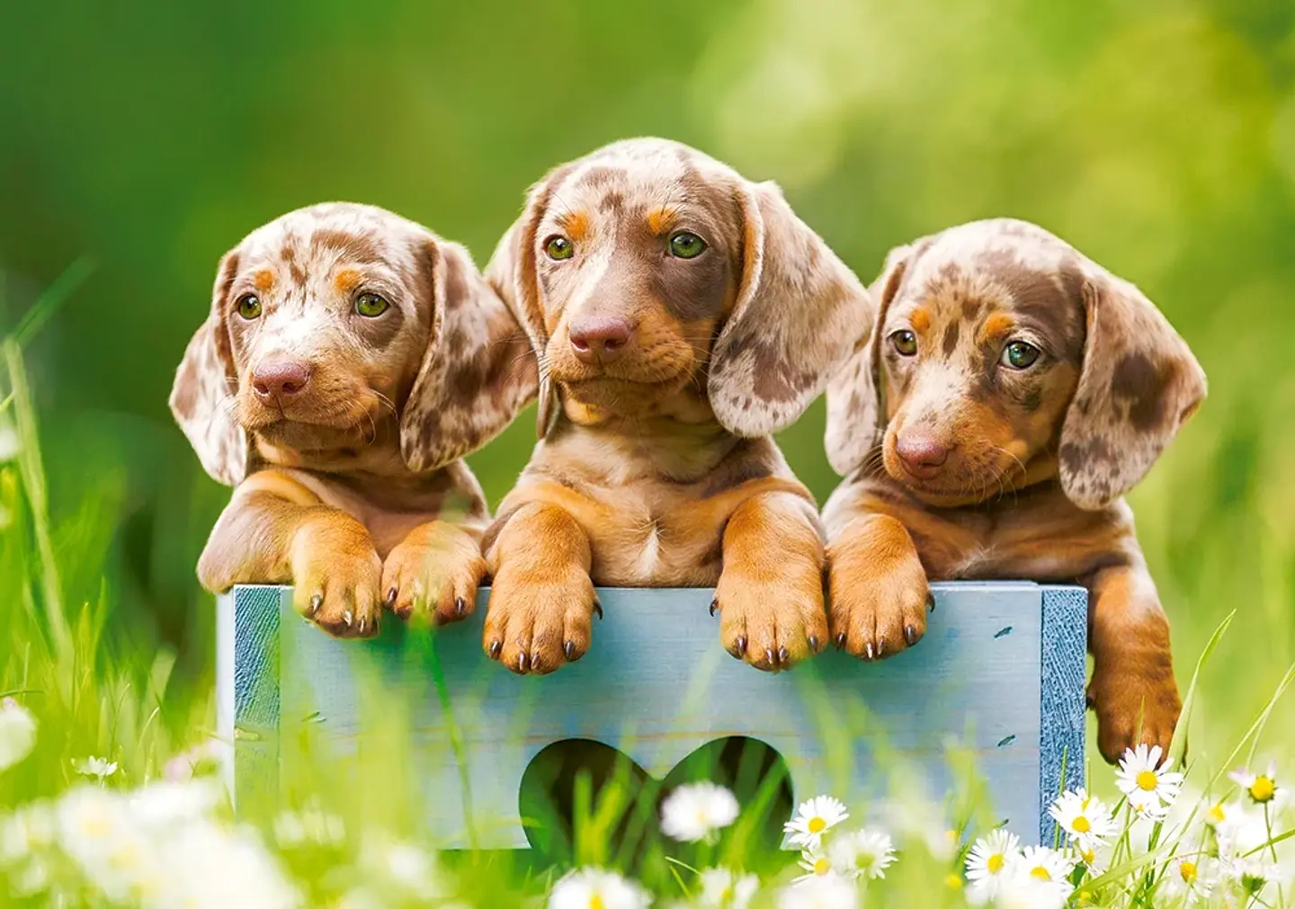 Puzzle 500 Piezas | Tiernos Perros Salchicha 2