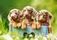 Puzzle 500 Piezas | Tiernos Perros Salchicha - Miniatura 2