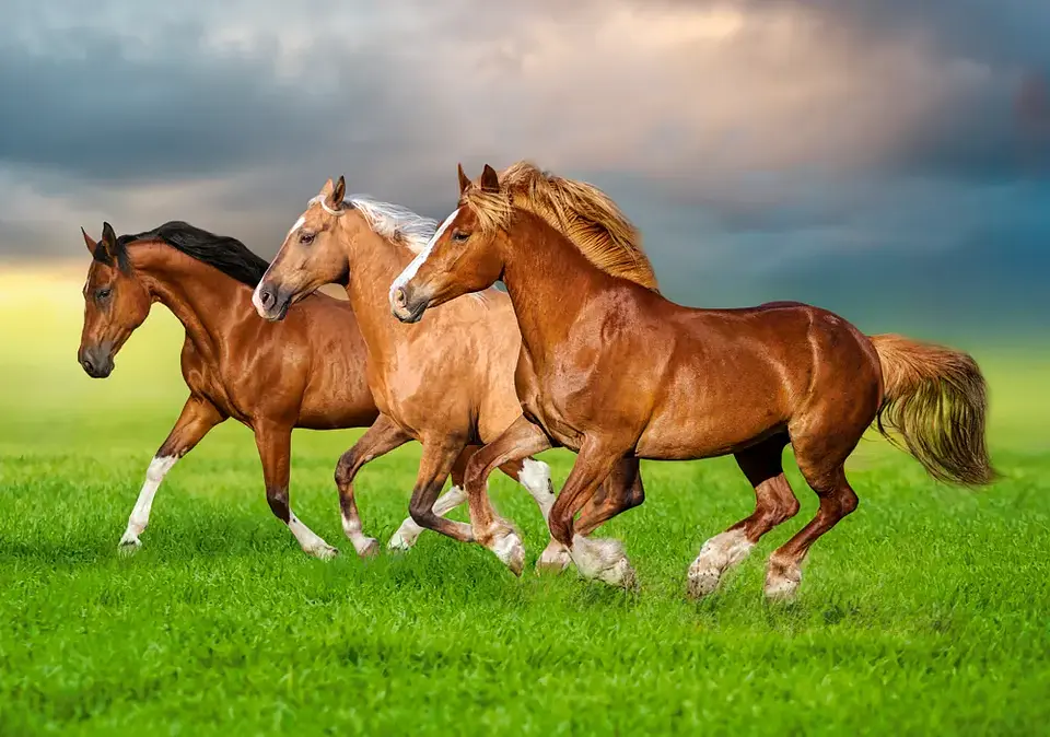 Puzzle 500 Piezas | Caballos Galopando en Primavera 2