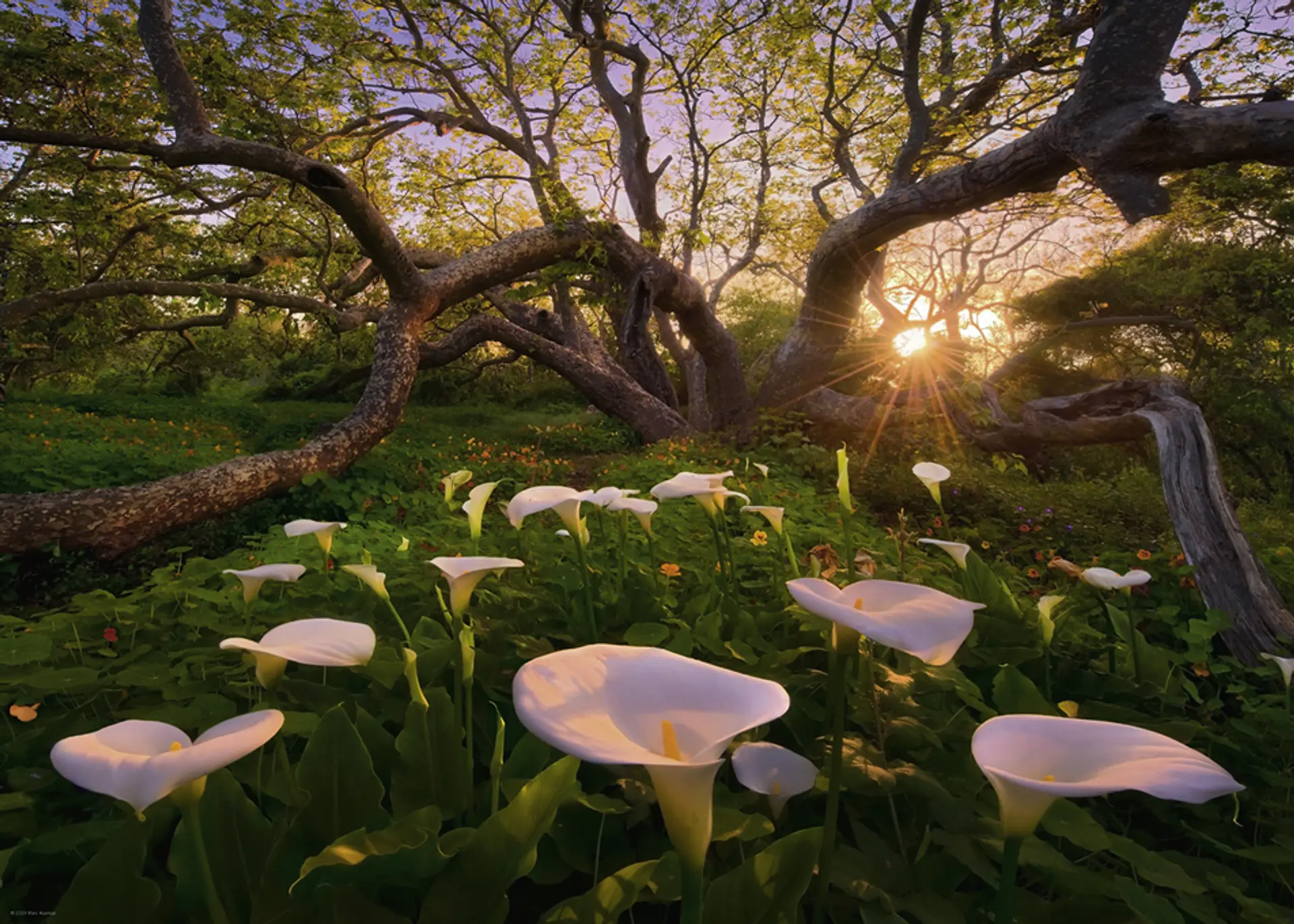 Puzzle 1000 Piezas | Calla Clearing 2