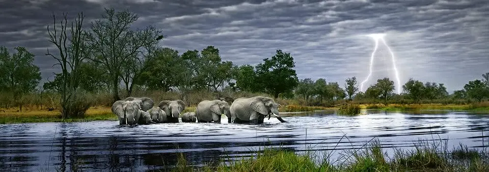 Puzzle 2000 Piezas Panorámico | Herd of Elephants 2