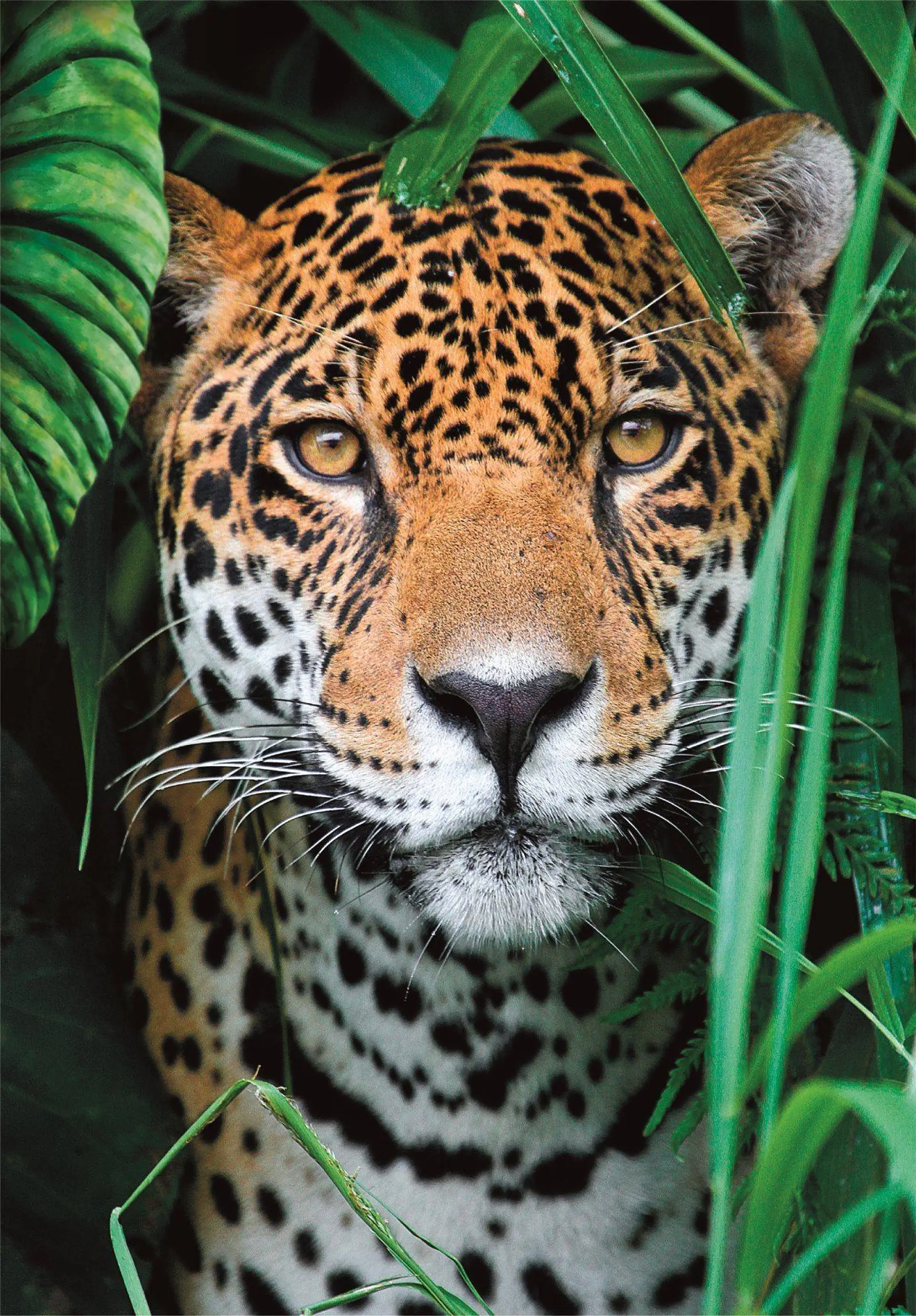 Puzzle 500 Piezas | Jaguar en la Selva 2