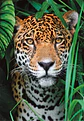 Puzzle 500 Piezas | Jaguar en la Selva - Miniatura 2