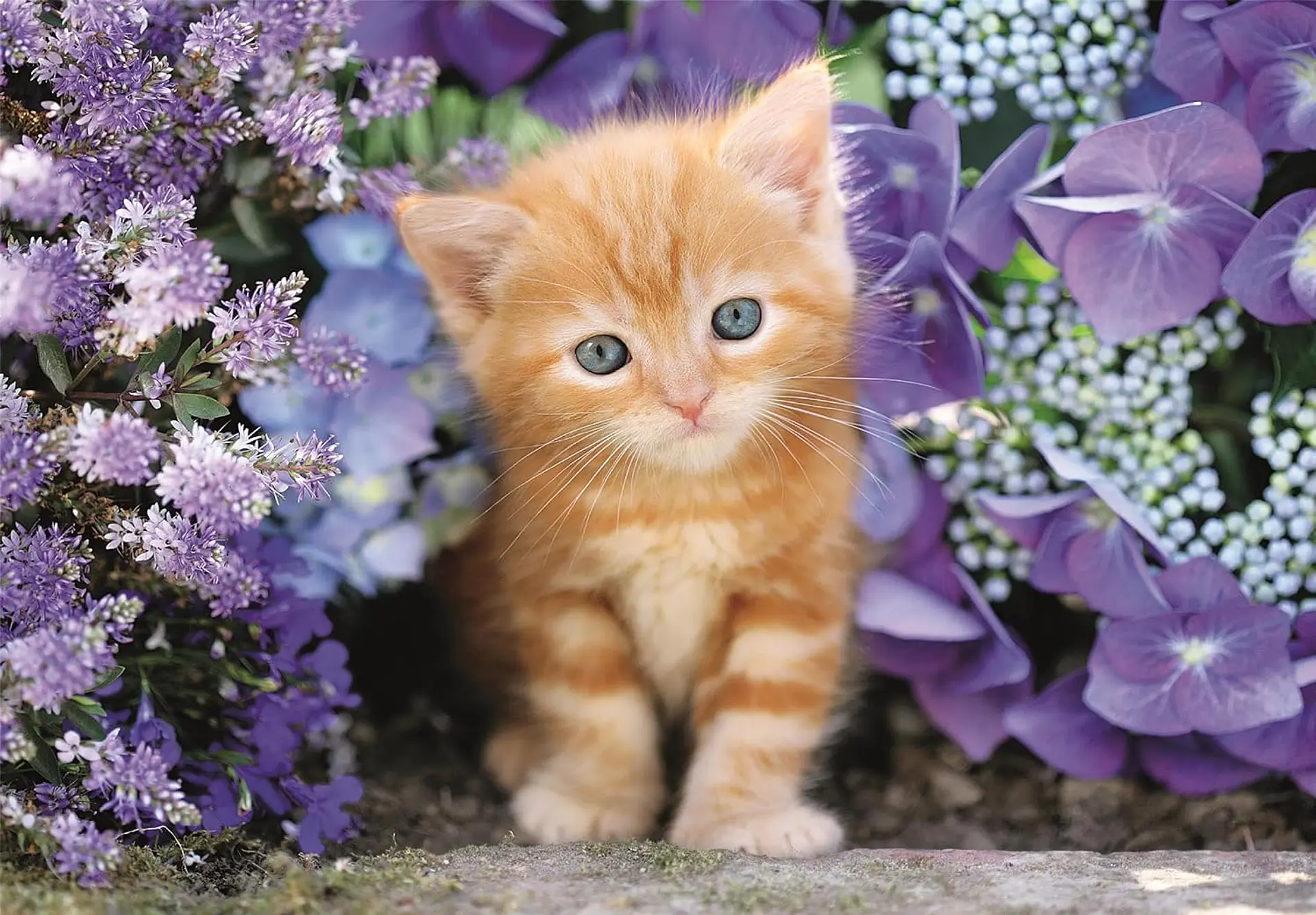 Puzzle 500 Piezas | Gato Pelirrojo 2