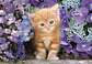 Puzzle 500 Piezas | Gato Pelirrojo - Miniatura 2